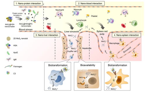 納米材料體內行為研究新突破 國家納米中心在納米蛋白冠介導的轉運與生物利用研究方法上取得重要進展