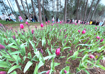 美麗新鄉(xiāng)村 | 走進(jìn)林下“花花世界”，體驗(yàn)鄉(xiāng)村版“安徒生童話”的紙制品魅力